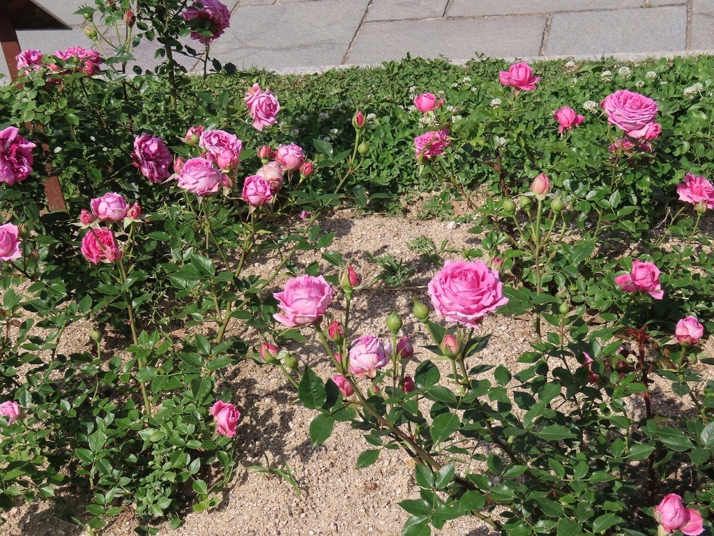 53.jpg