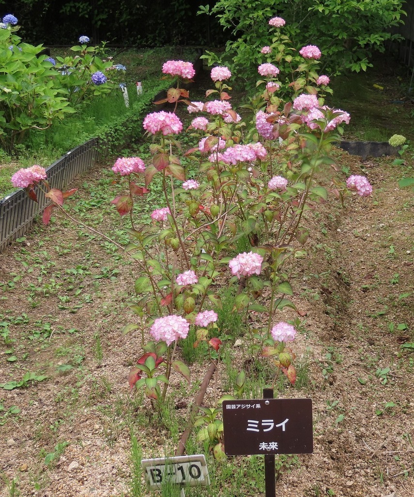 55.jpg