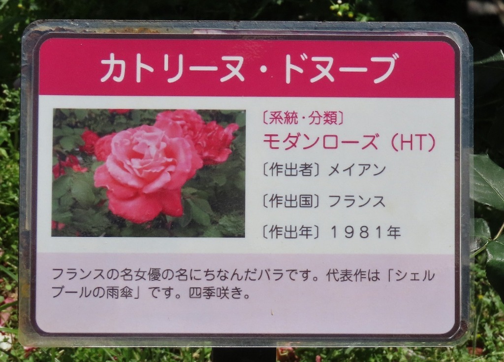 77.jpg