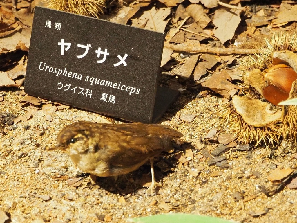 78.jpg