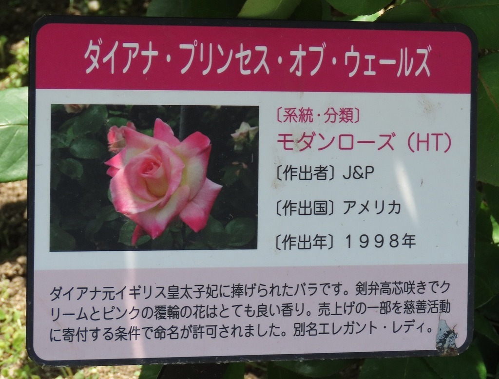 84.jpg